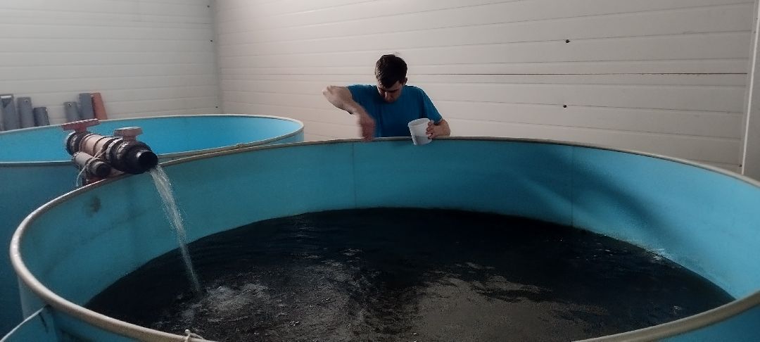 Акваферма, Луховицы, Кларий, рыба