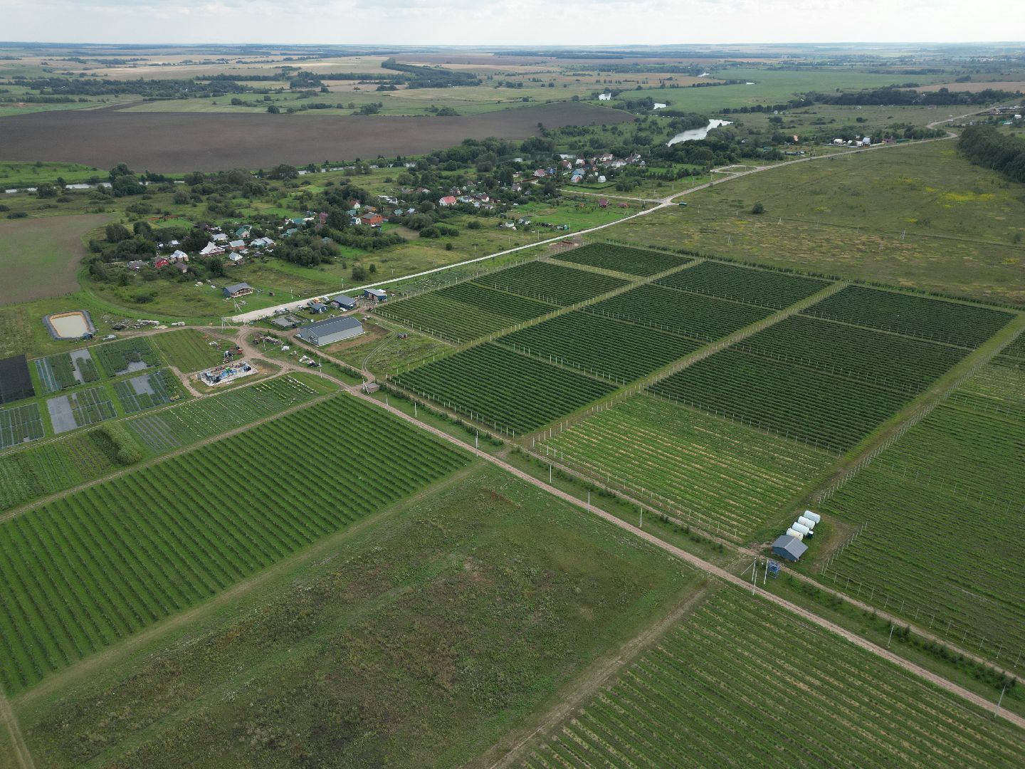 голубика, ягода, сельхоз, видео с коптера,