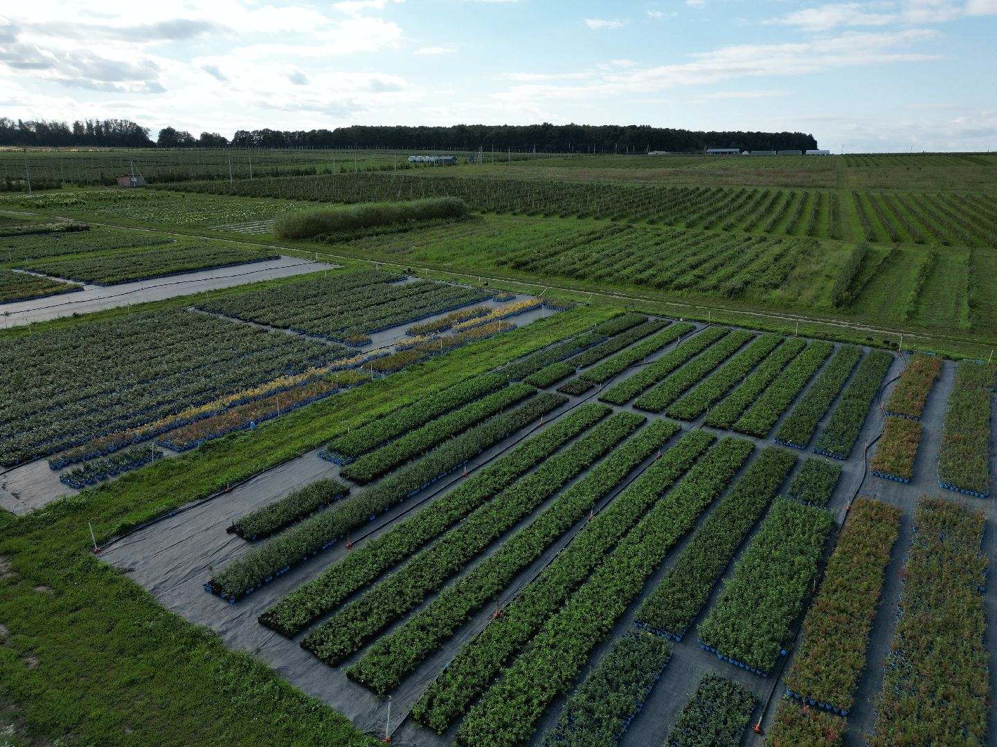 голубика, ягода, сельхоз, видео с коптера,