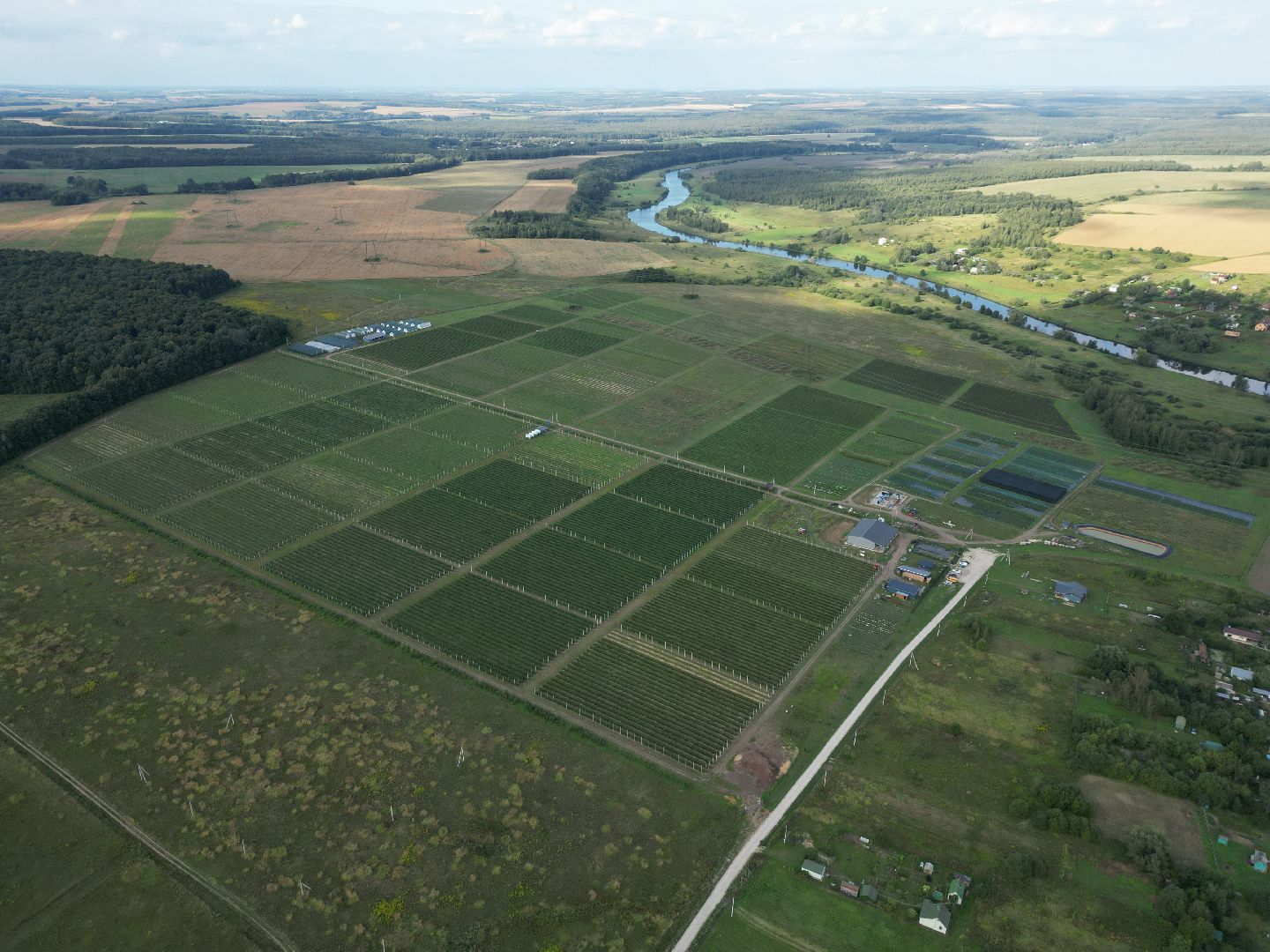 голубика, ягода, сельхоз, видео с коптера,
