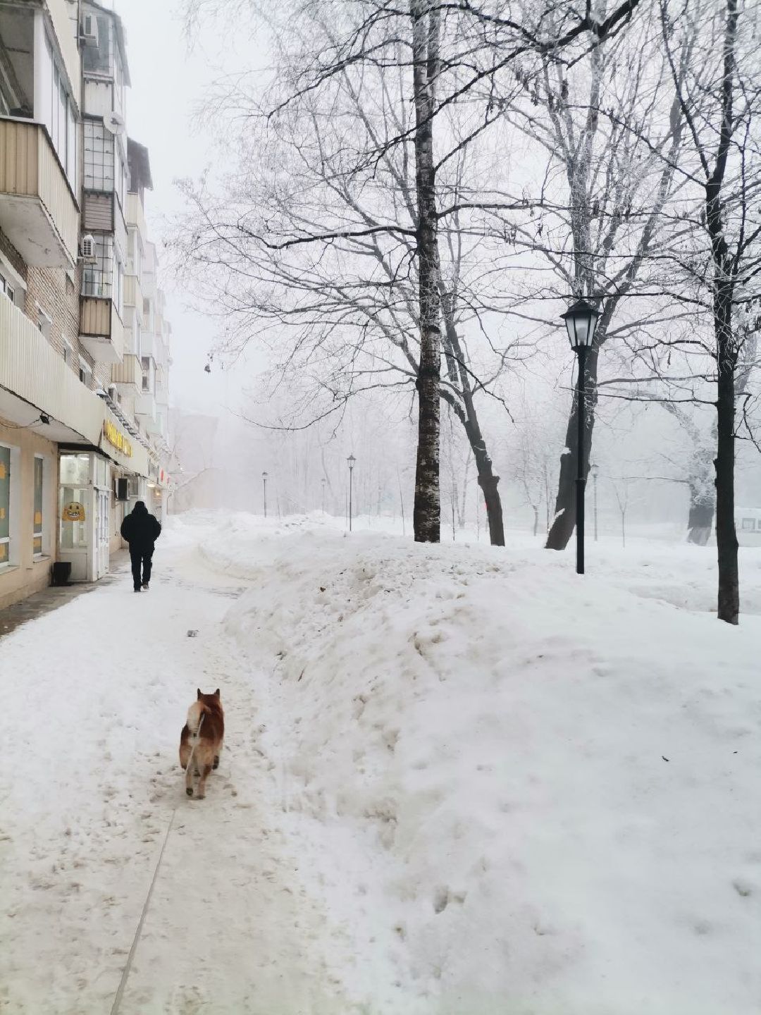 Сергиев Посад, Сергиево-Посадский городской округ, Погода, Туман, Морозы