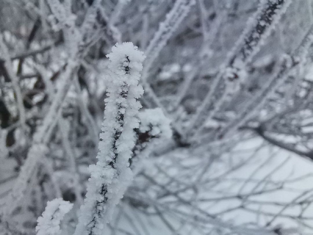 Сергиев Посад, Сергиево-Посадский городской округ, Погода, Туман, Морозы