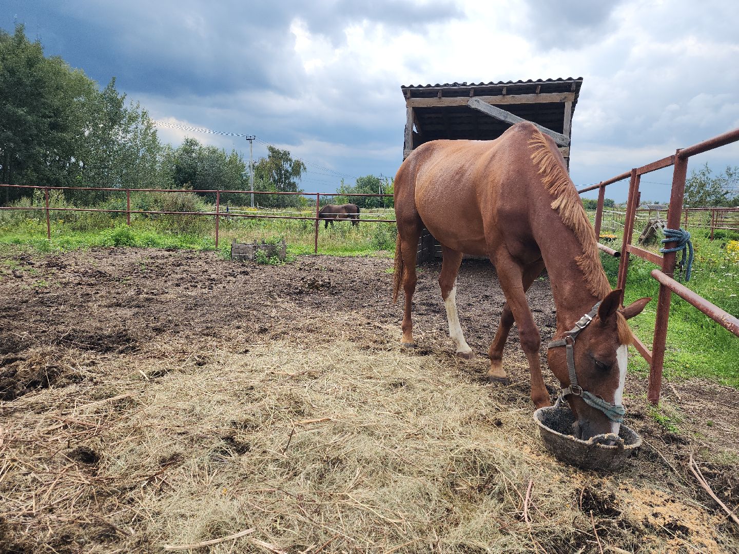 Конный клуб, лошади, спорт, Рыбхоз, Богородский городской округ