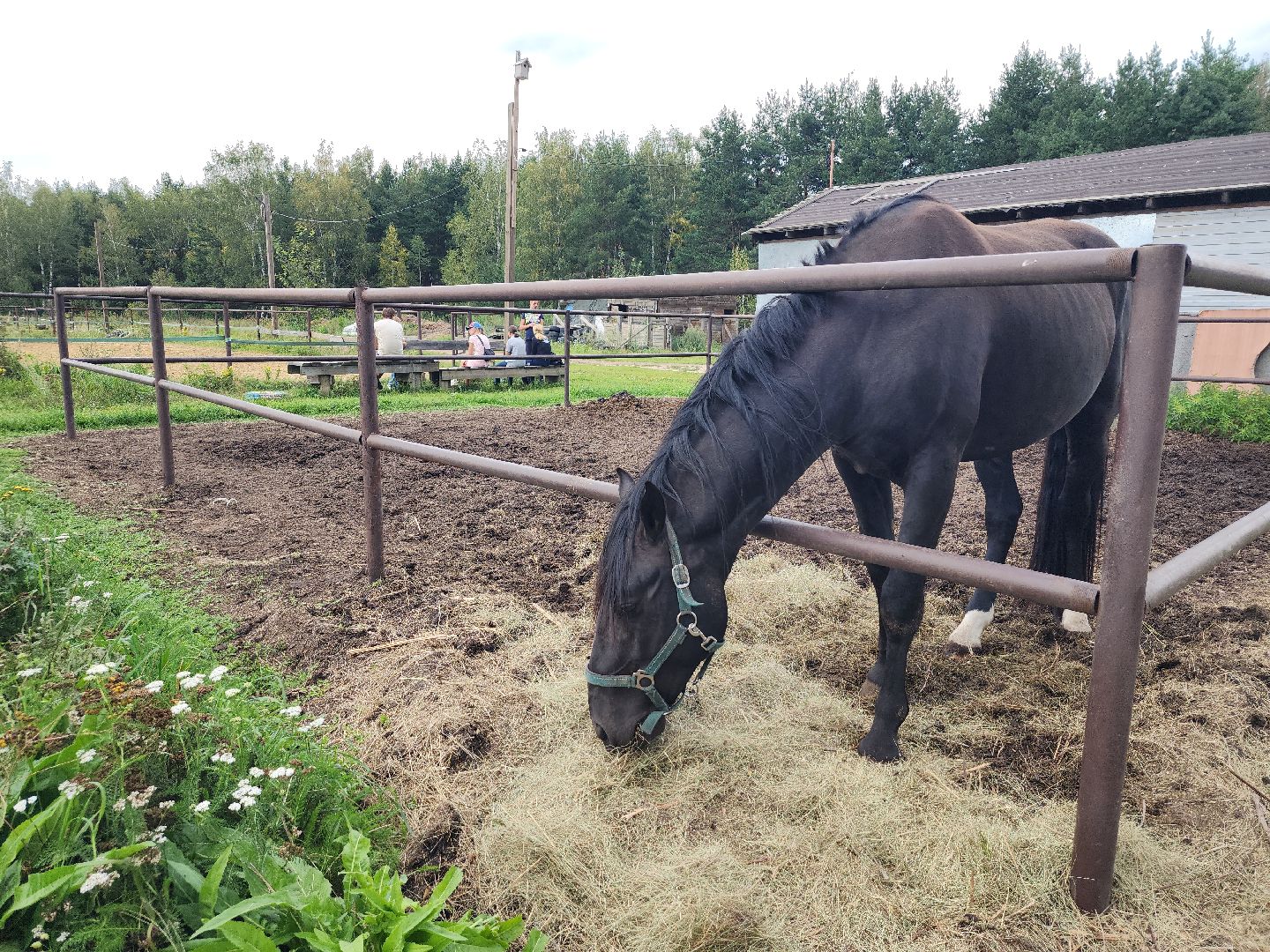 Конный клуб, лошади, спорт, Рыбхоз, Богородский городской округ