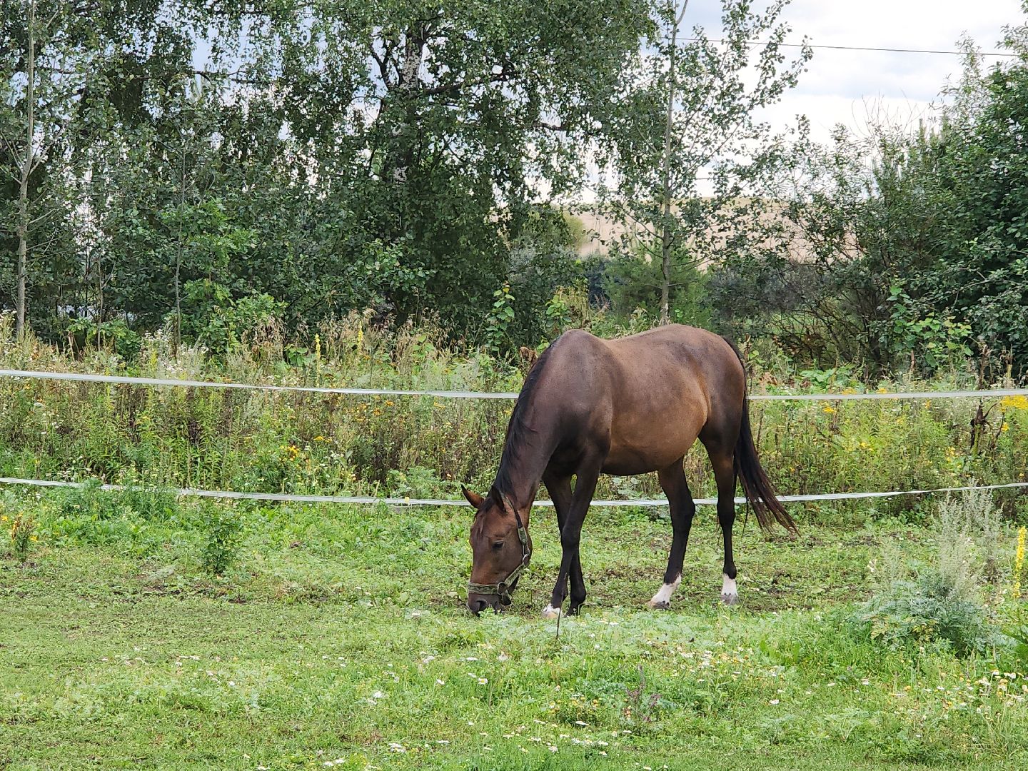 Конный клуб, лошади, спорт, Рыбхоз, Богородский городской округ