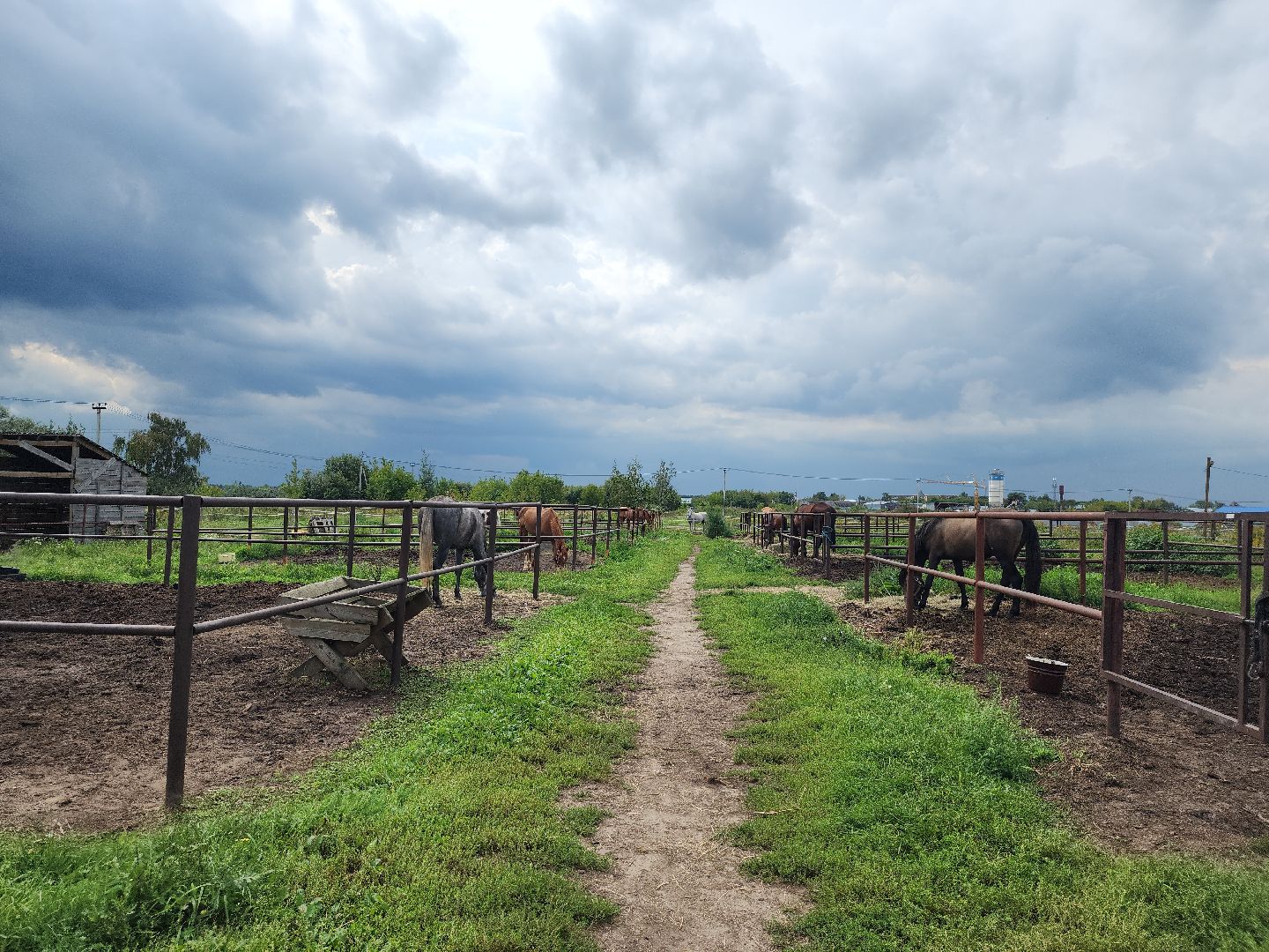Конный клуб, лошади, спорт, Рыбхоз, Богородский городской округ