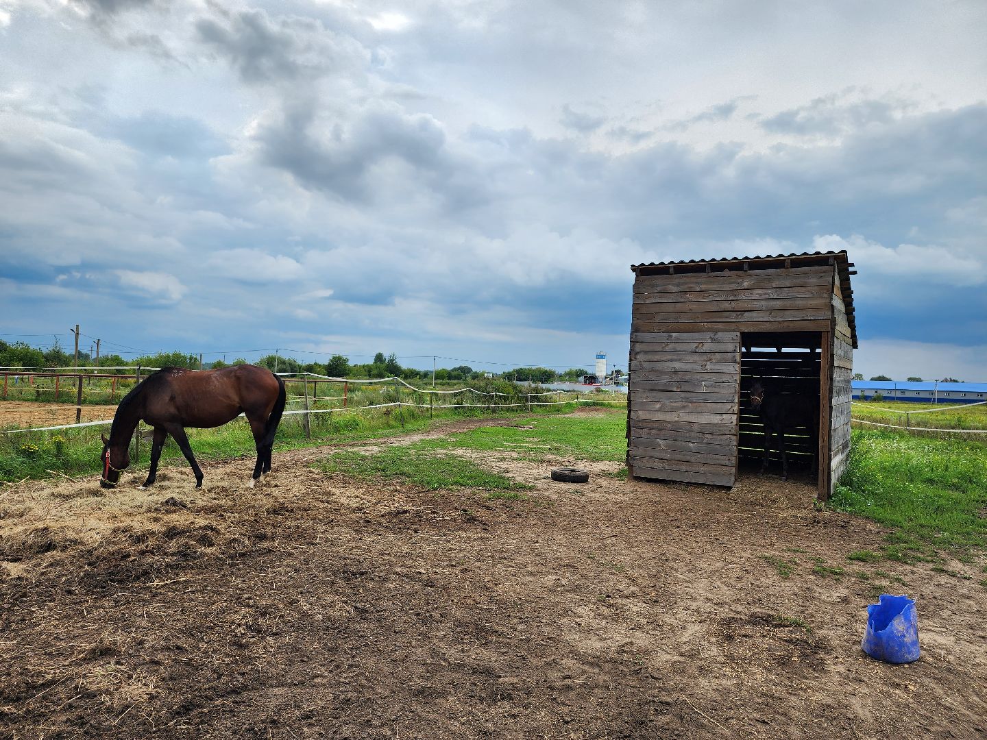Конный клуб, лошади, спорт, Рыбхоз, Богородский городской округ