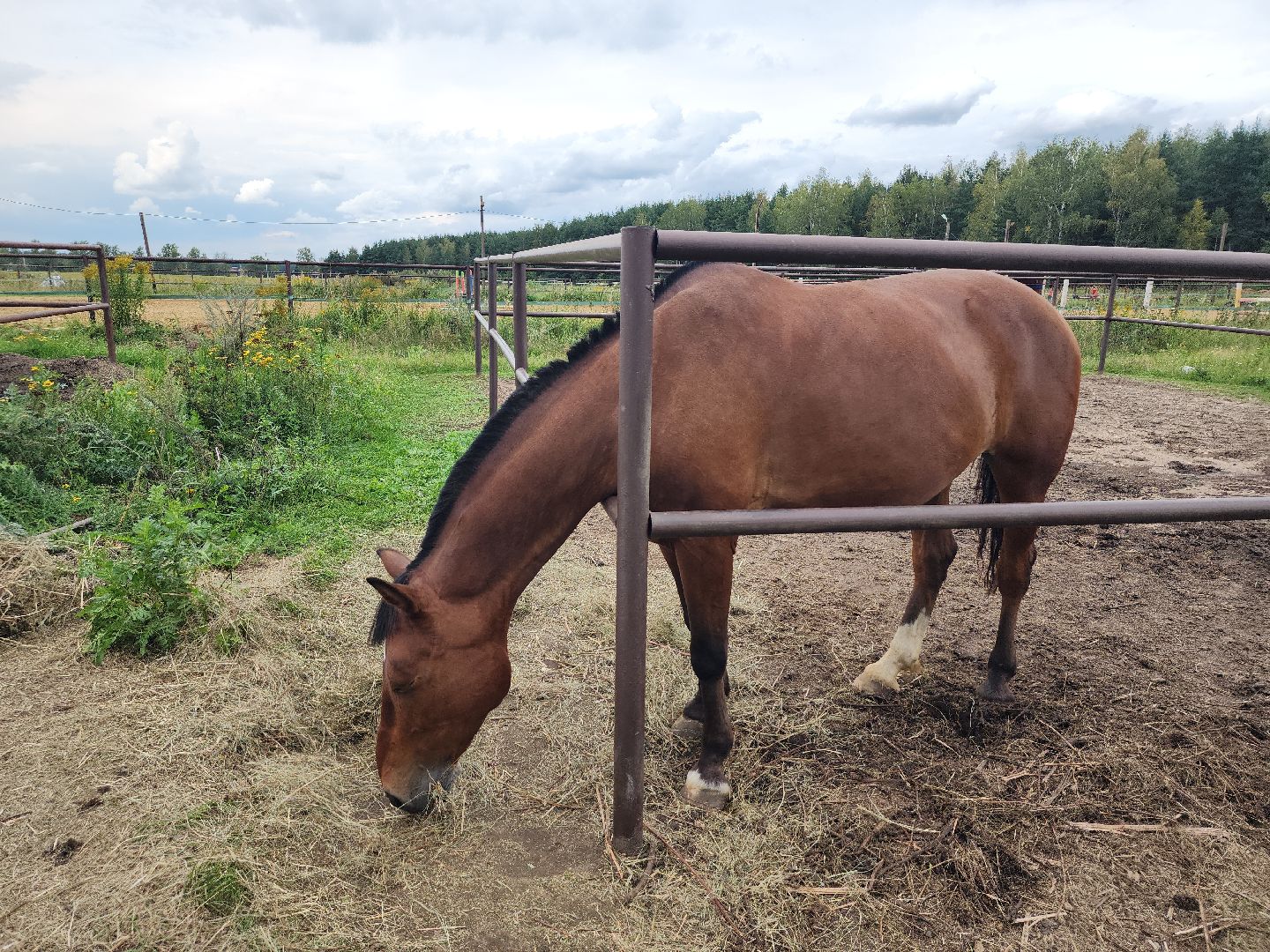 Конный клуб, лошади, спорт, Рыбхоз, Богородский городской округ