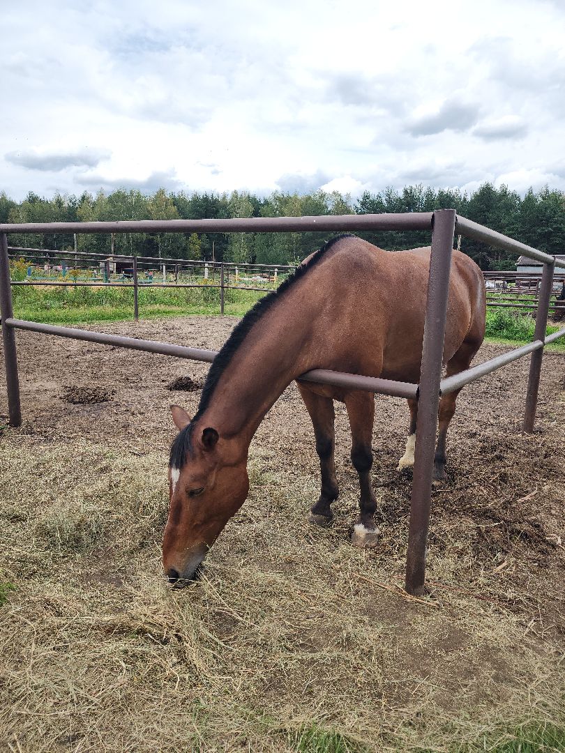 Конный клуб, лошади, спорт, Рыбхоз, Богородский городской округ