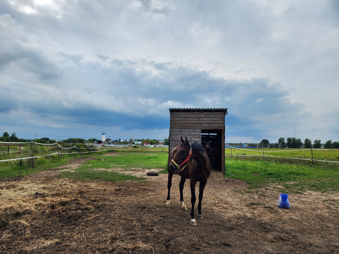 Конный клуб, лошади, спорт, Рыбхоз, Богородский городской округ