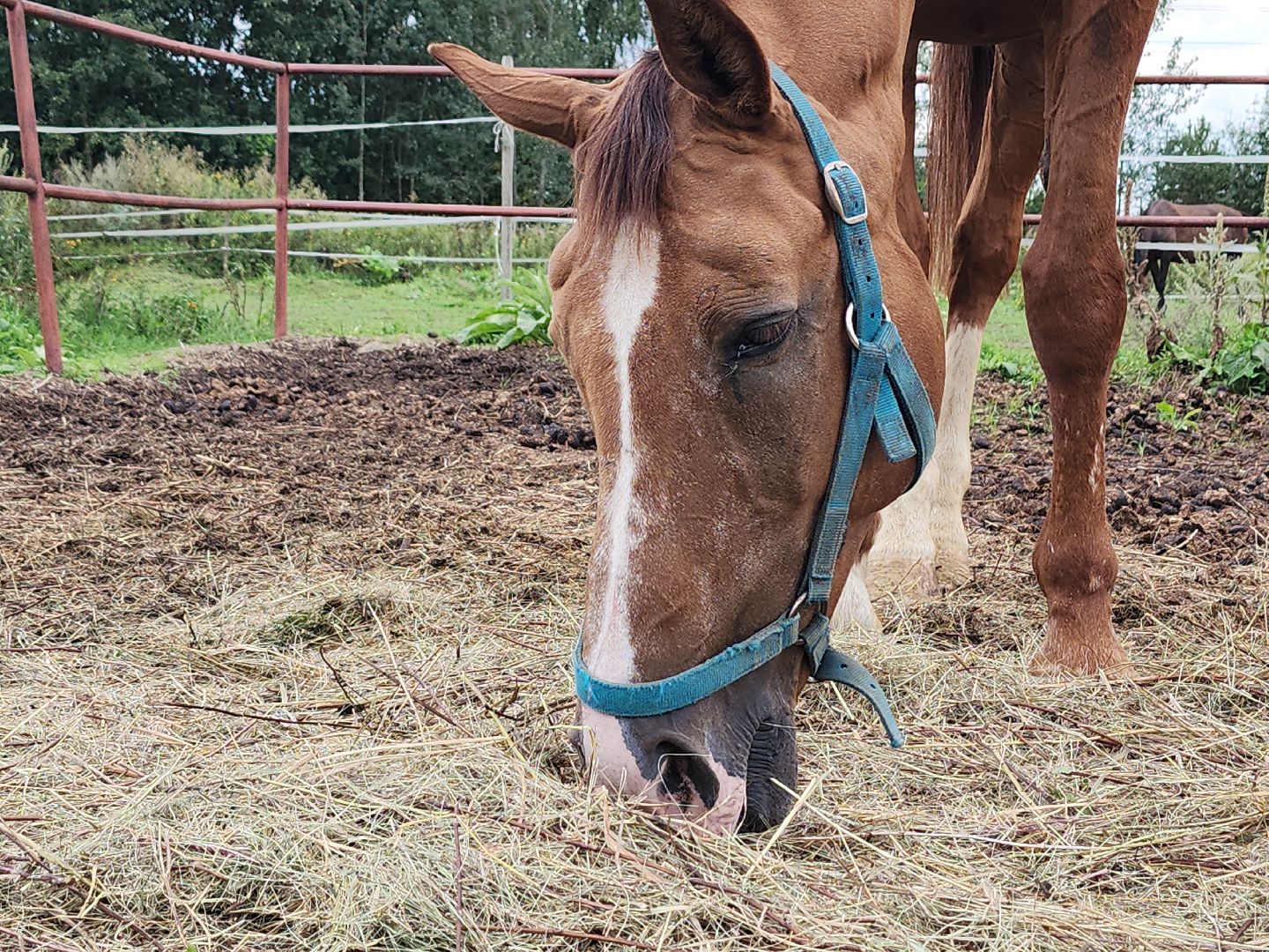 Конный клуб, лошади, спорт, Рыбхоз, Богородский городской округ