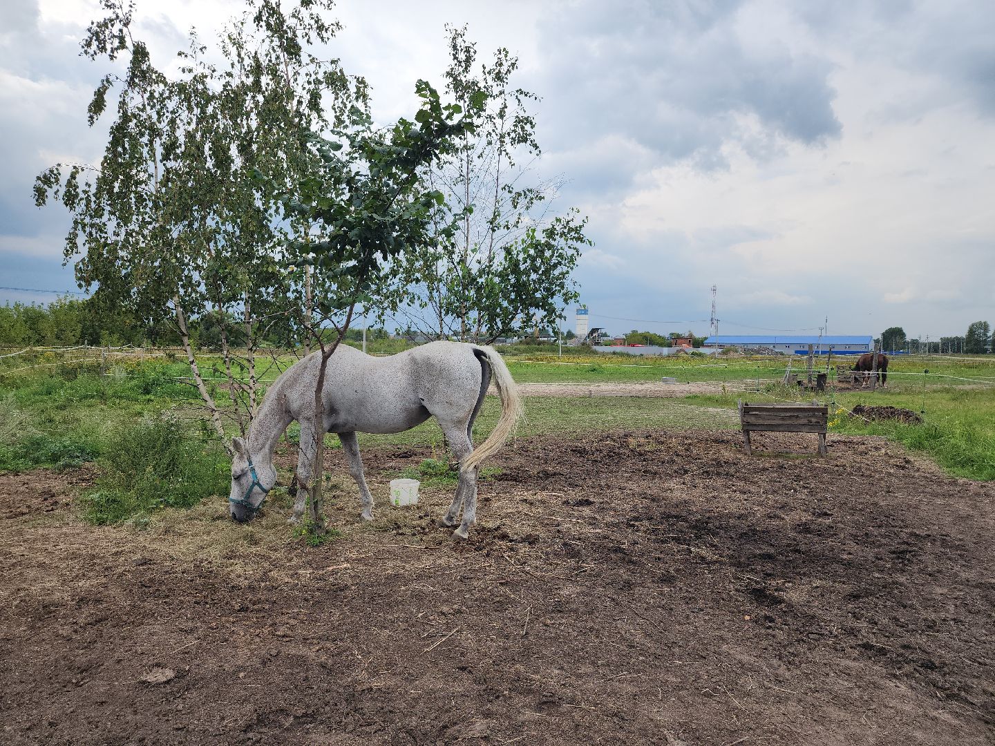 Конный клуб, лошади, спорт, Рыбхоз, Богородский городской округ
