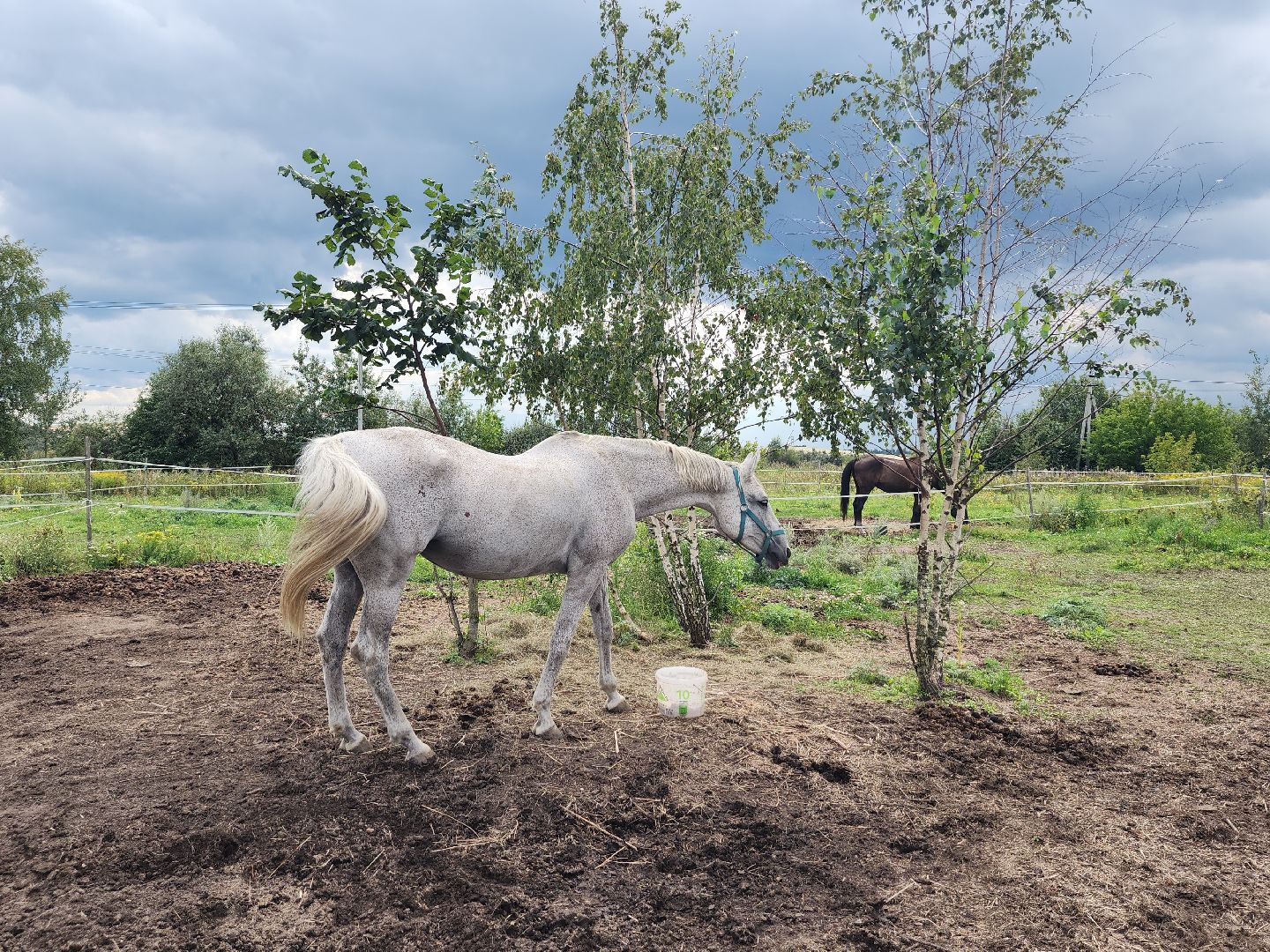 Конный клуб, лошади, спорт, Рыбхоз, Богородский городской округ