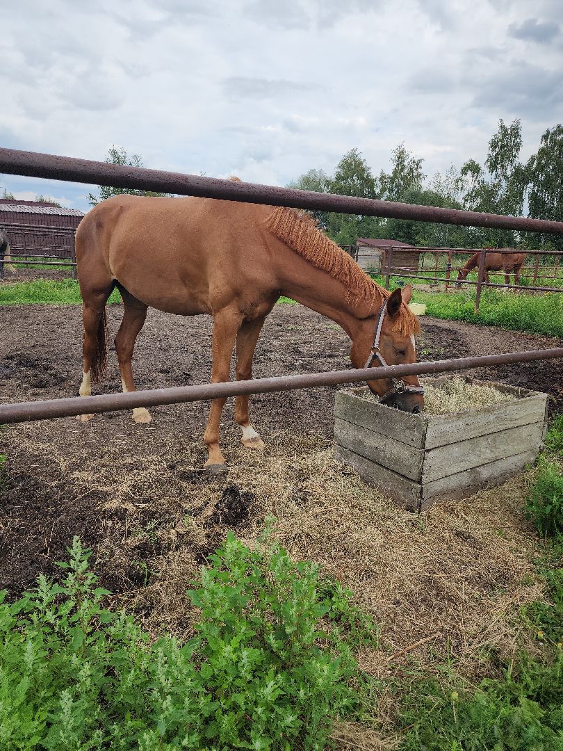 Конный клуб, лошади, спорт, Рыбхоз, Богородский городской округ
