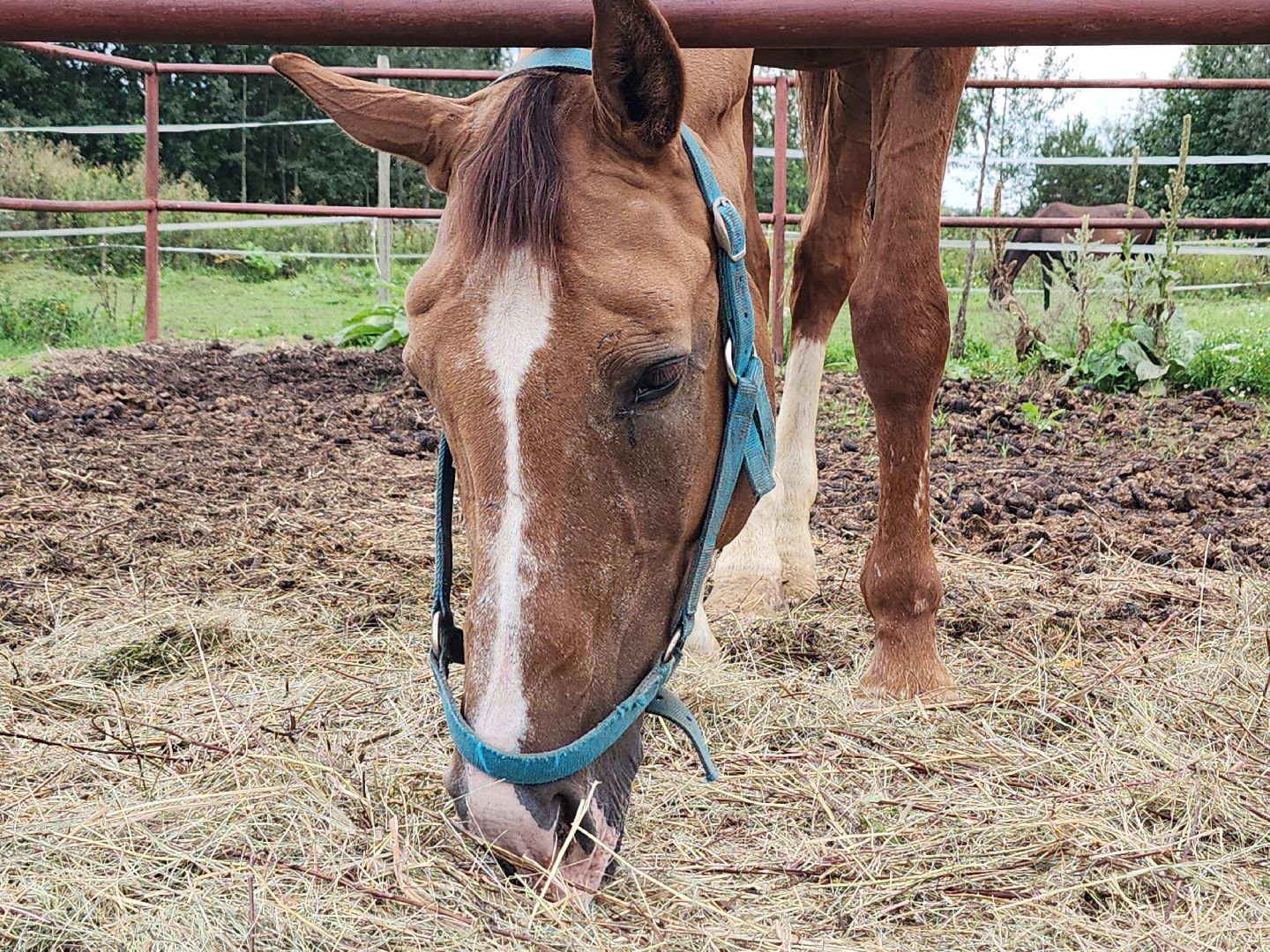 Конный клуб, лошади, спорт, Рыбхоз, Богородский городской округ