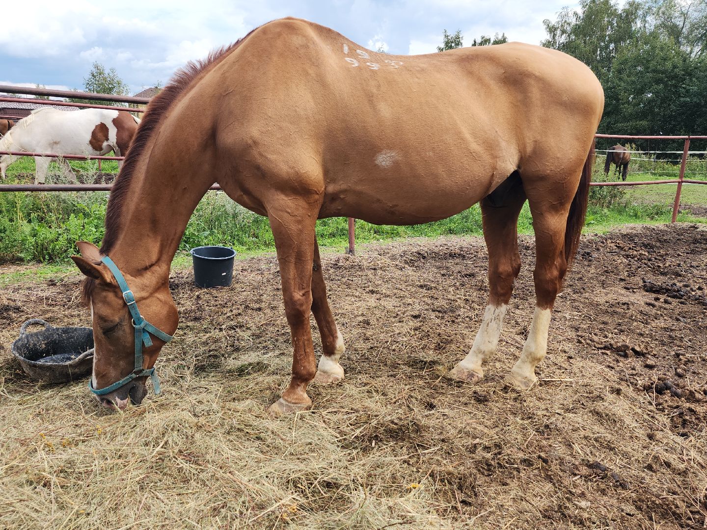 Конный клуб, лошади, спорт, Рыбхоз, Богородский городской округ
