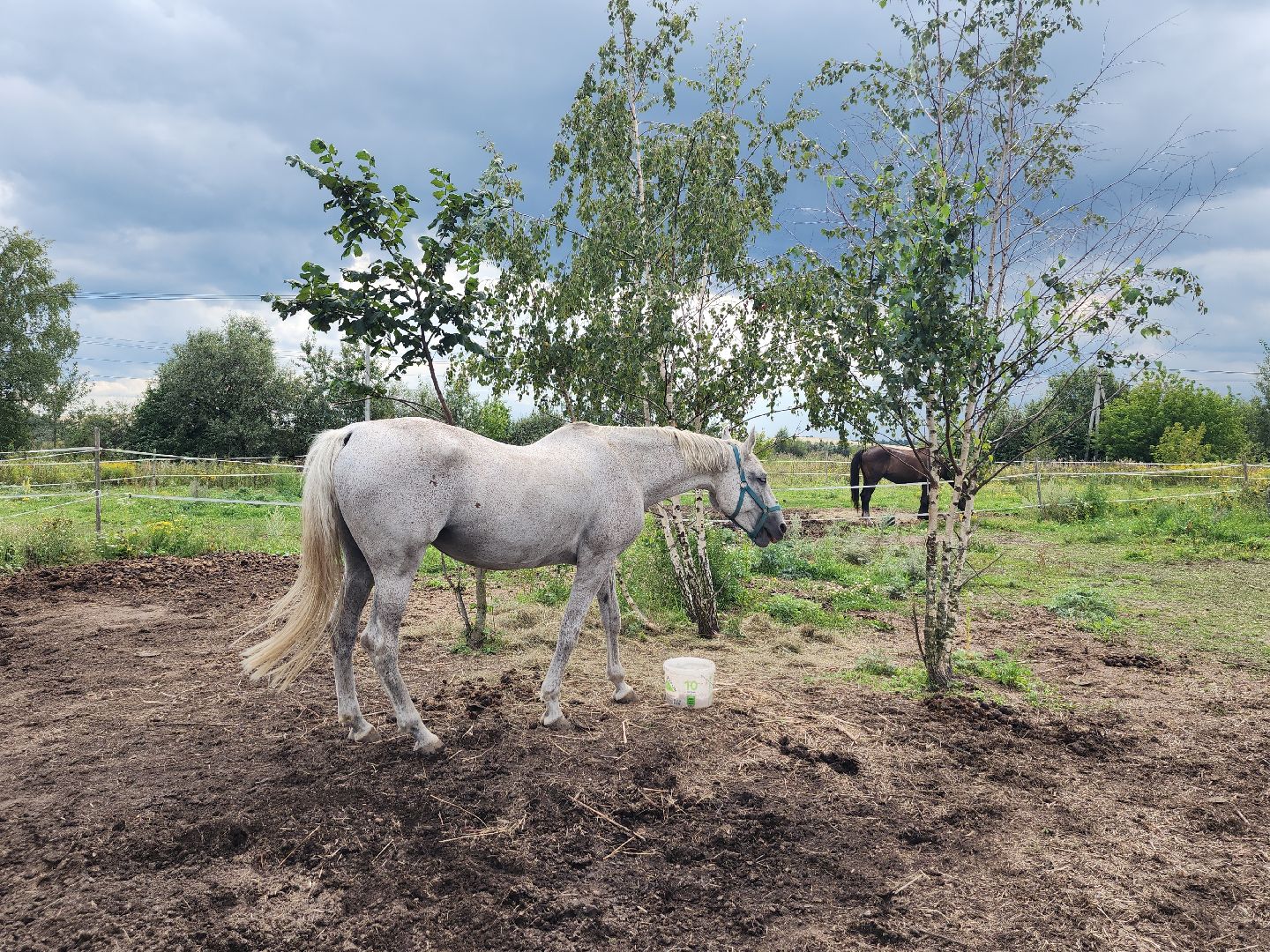 Конный клуб, лошади, спорт, Рыбхоз, Богородский городской округ