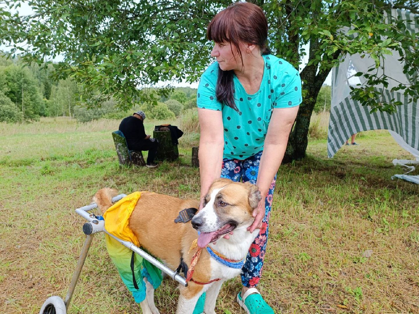 Можайск, Можайский городской округ, Подмосковье, день бездомных животных, собаки, приют, помощь, волонтёры, праздник