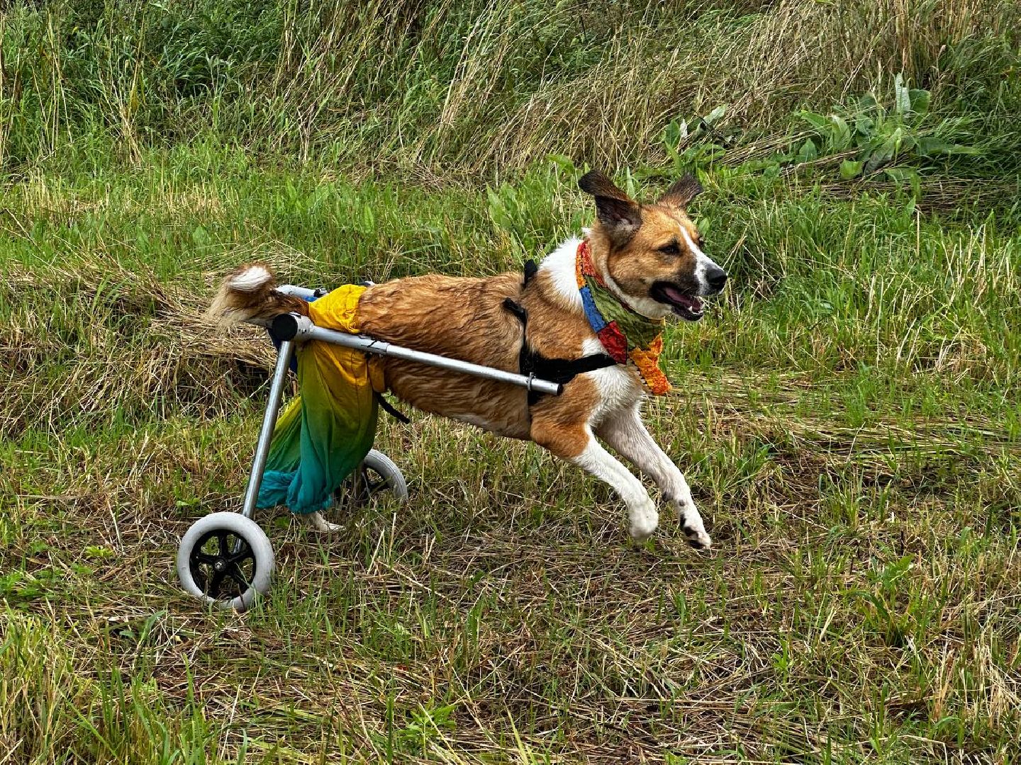 Можайск, Можайский городской округ, Подмосковье, день бездомных животных, собаки, приют, помощь, волонтёры, праздник
