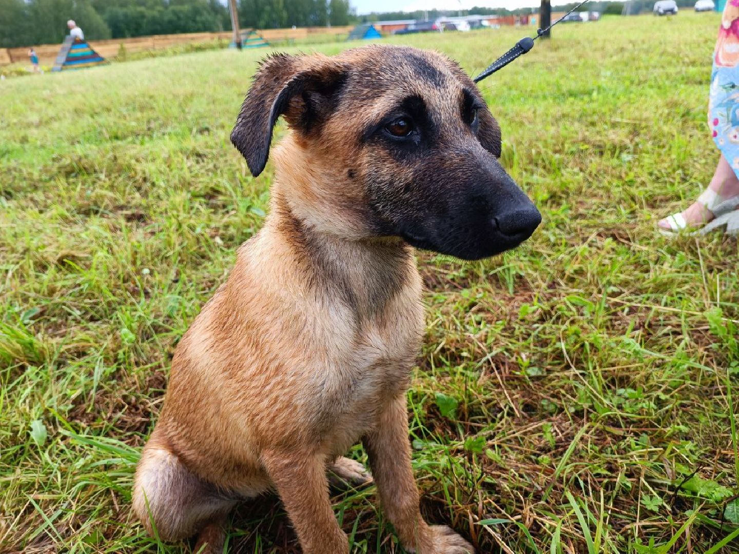 Можайск, Можайский городской округ, Подмосковье, день бездомных животных, собаки, приют, помощь, волонтёры, праздник