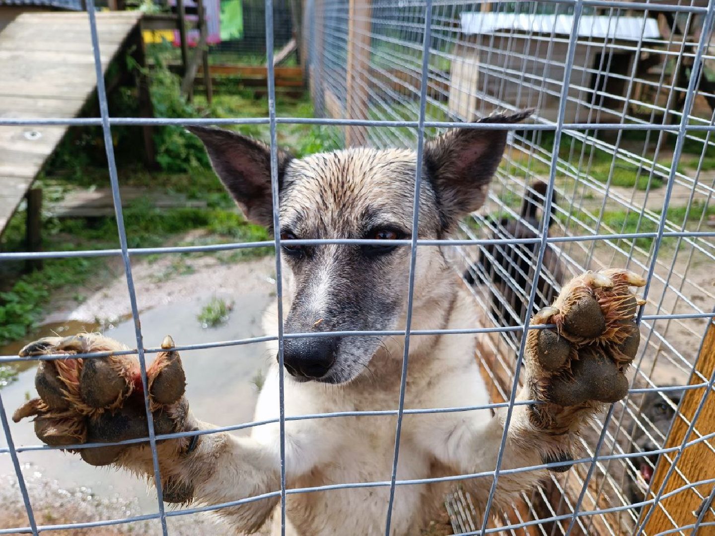 Можайск, Можайский городской округ, Подмосковье, день бездомных животных, собаки, приют, помощь, волонтёры, праздник