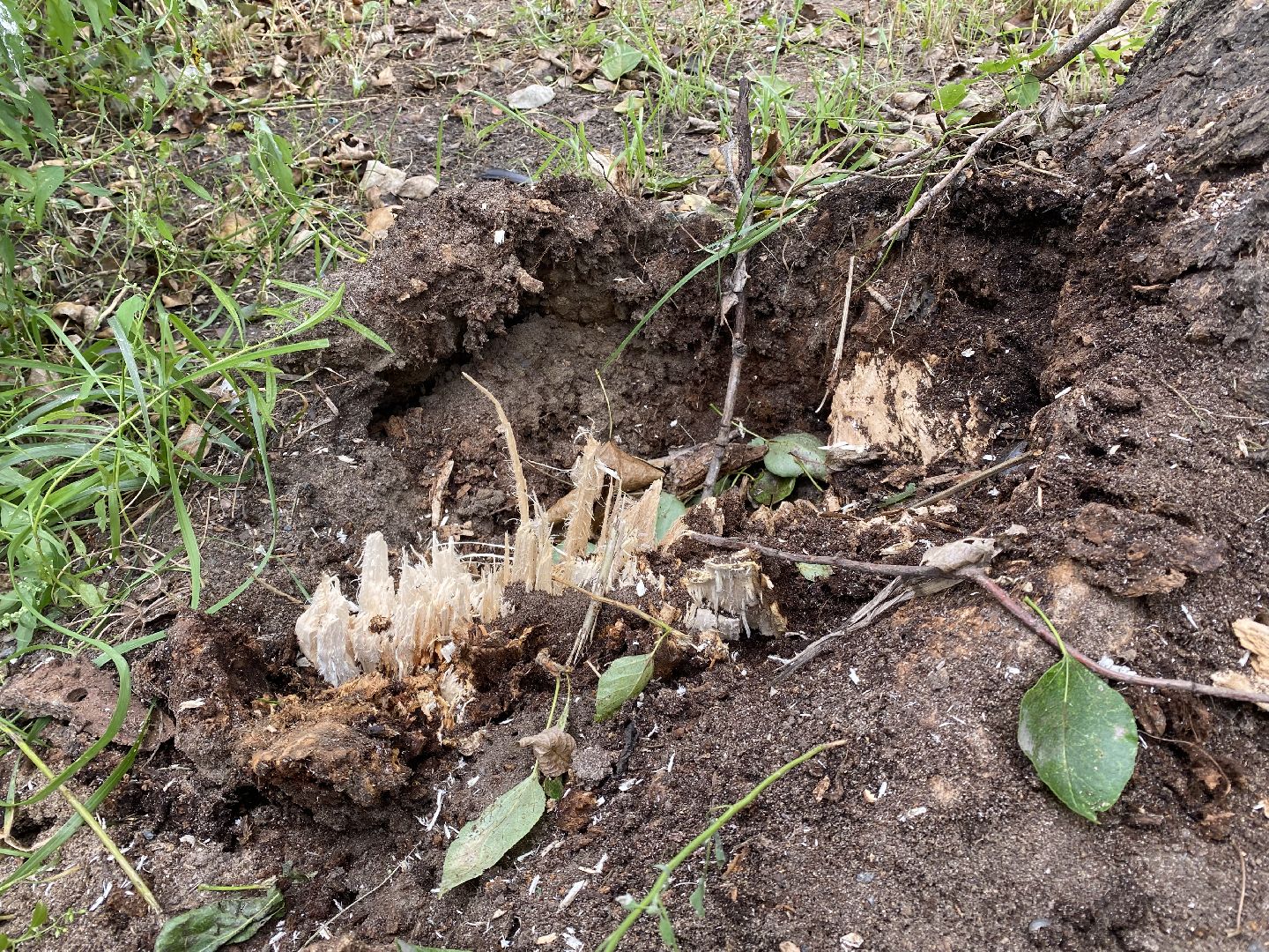 Балашиха, деревья, ликвидация последствий непогоды,