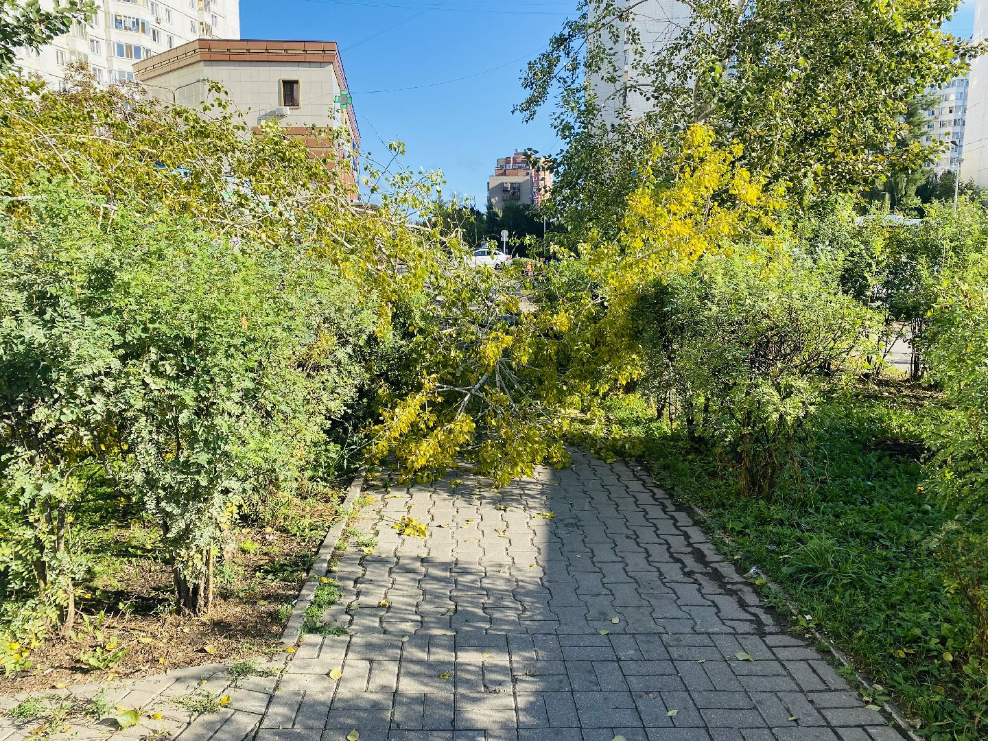 Балашиха, деревья, ликвидация последствий непогоды,