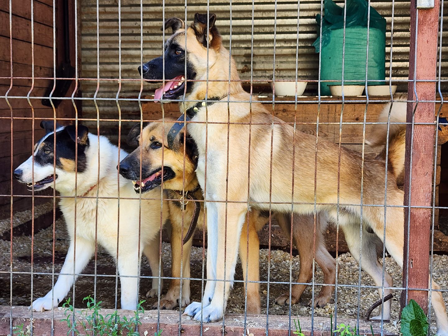 Приют, безнадзорные собаки, животные, Ногинск, Богородский городской округ
