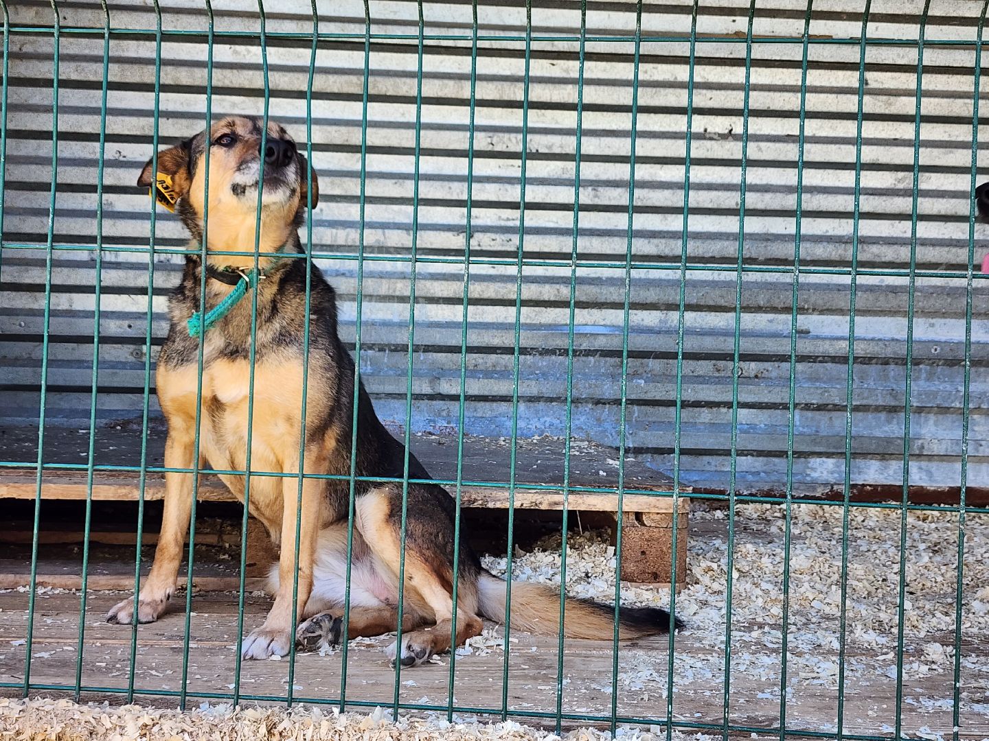 Приют, безнадзорные собаки, животные, Ногинск, Богородский городской округ