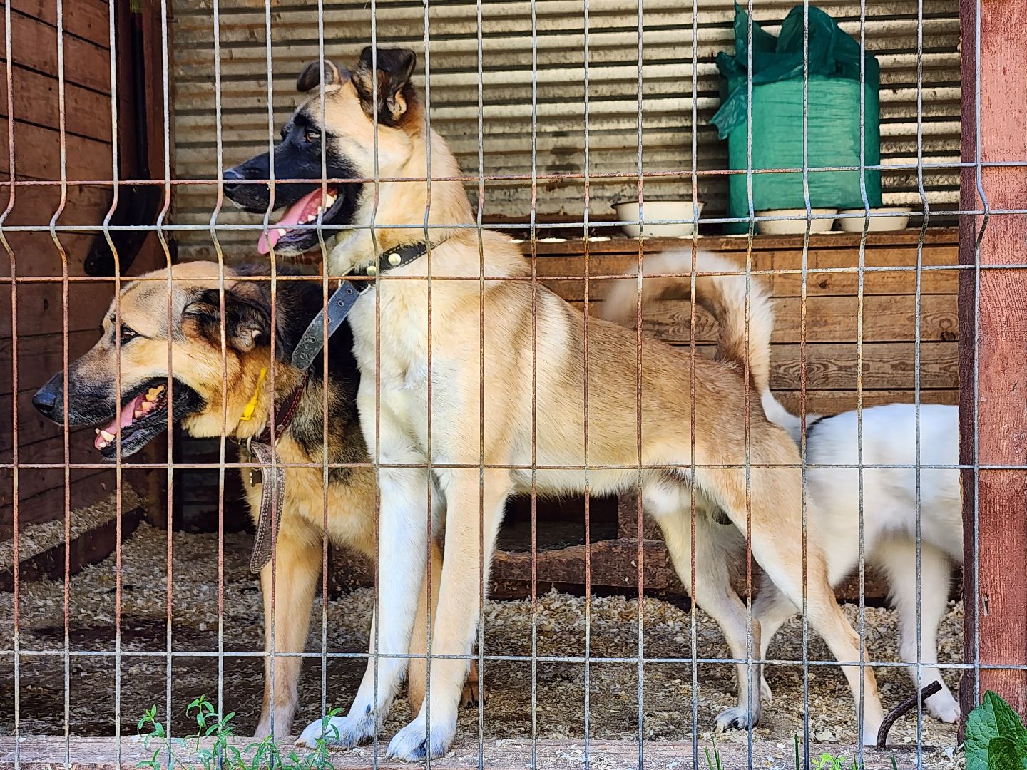 Приют, безнадзорные собаки, животные, Ногинск, Богородский городской округ