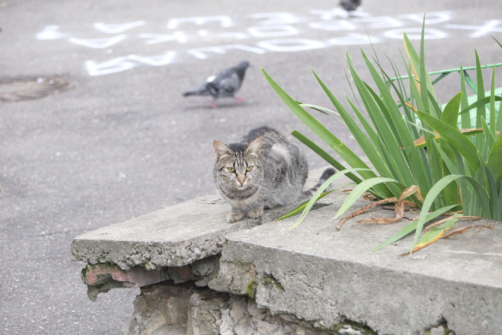 Пущино, кошки