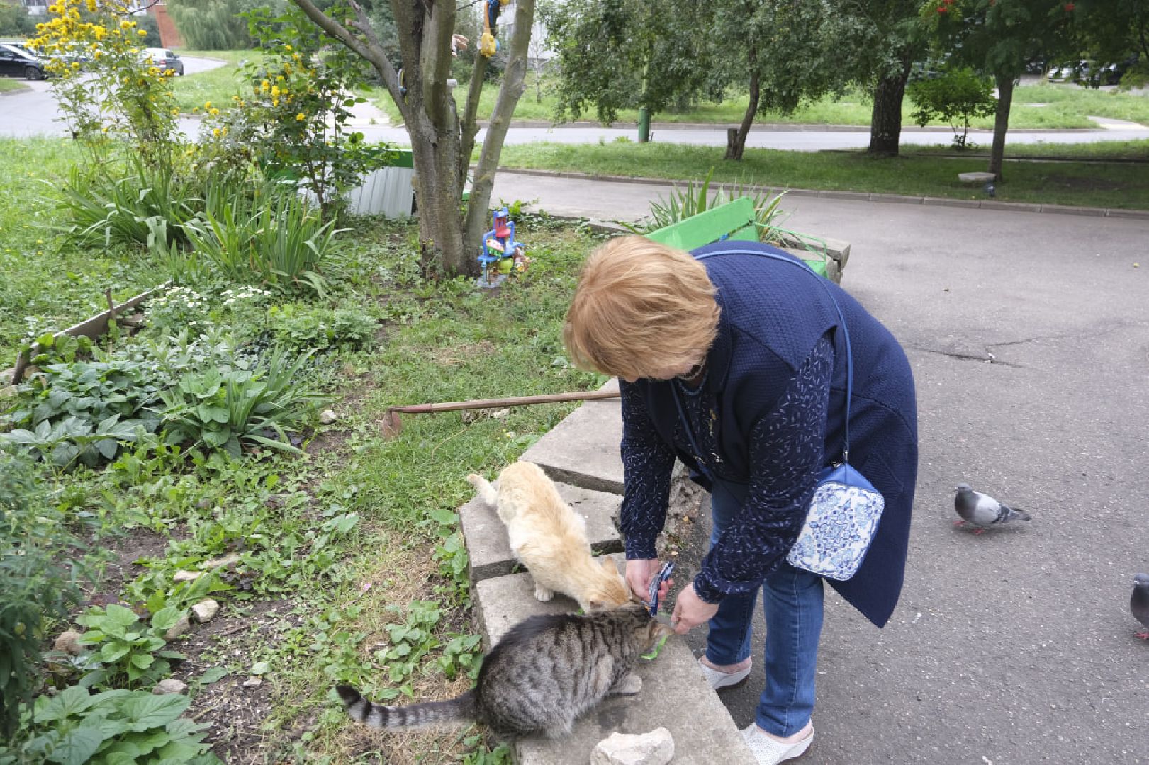 Пущино, кошки