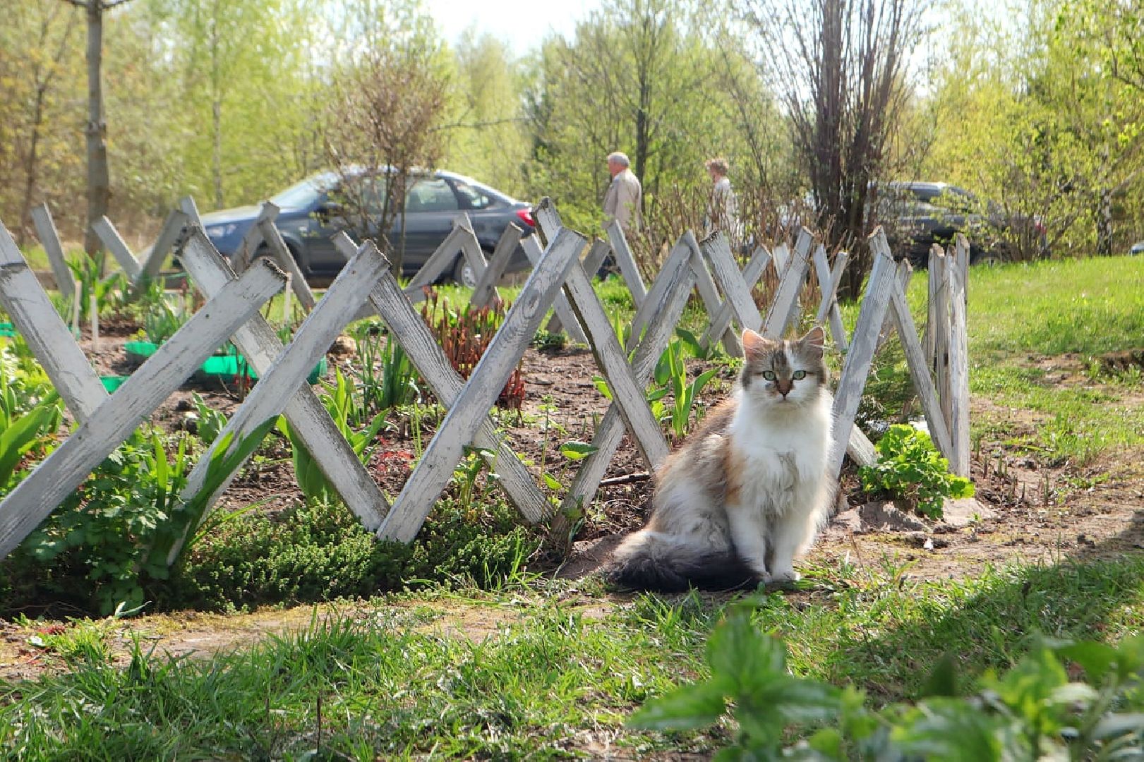 Пущино, кошки