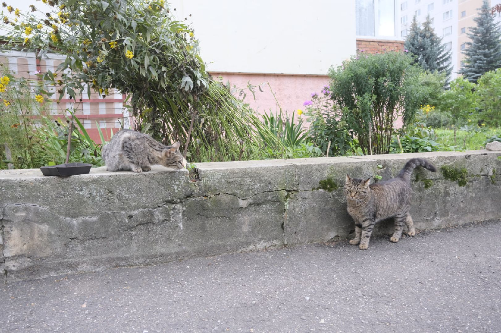 Пущино, кошки