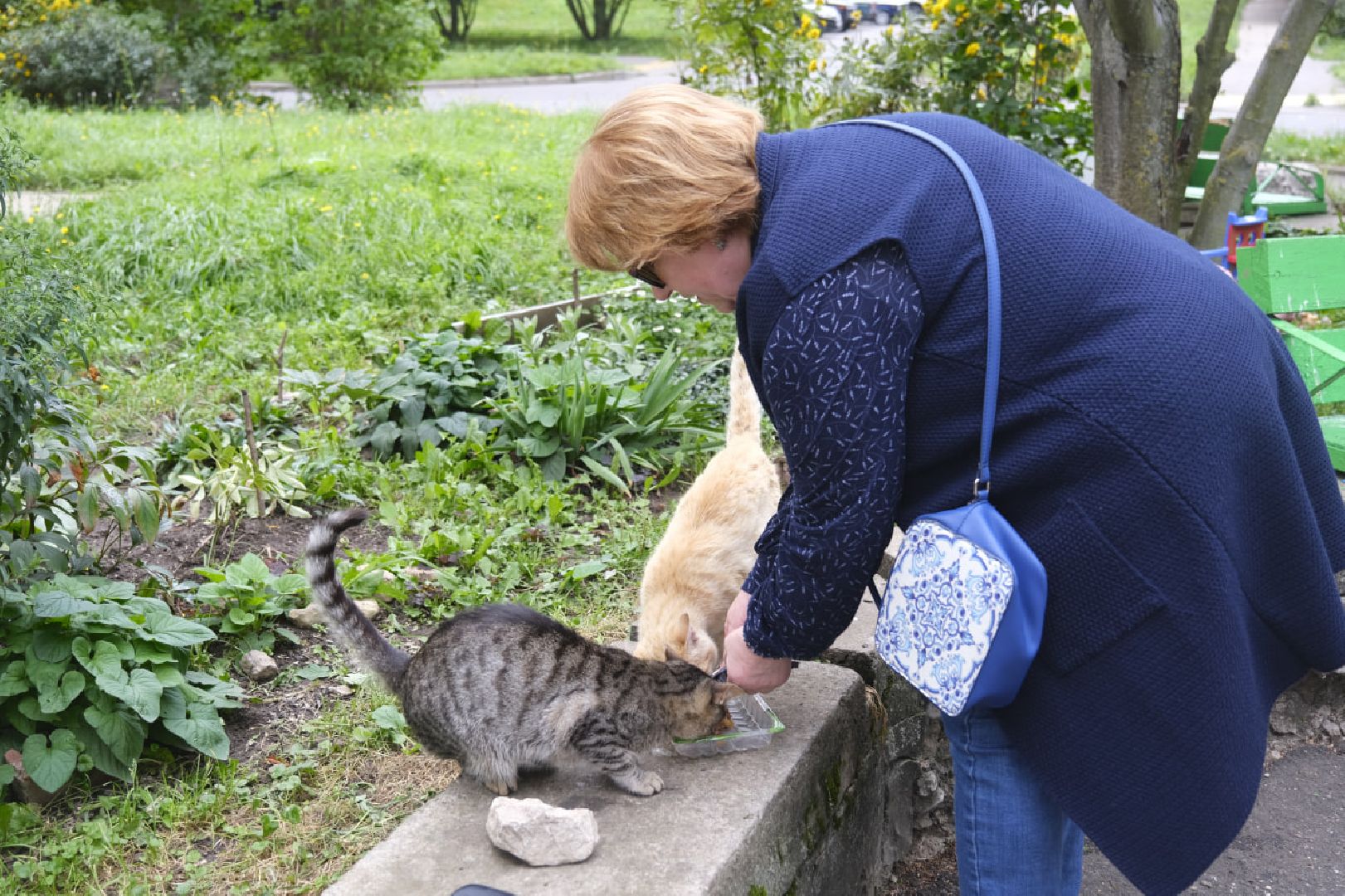 Пущино, кошки