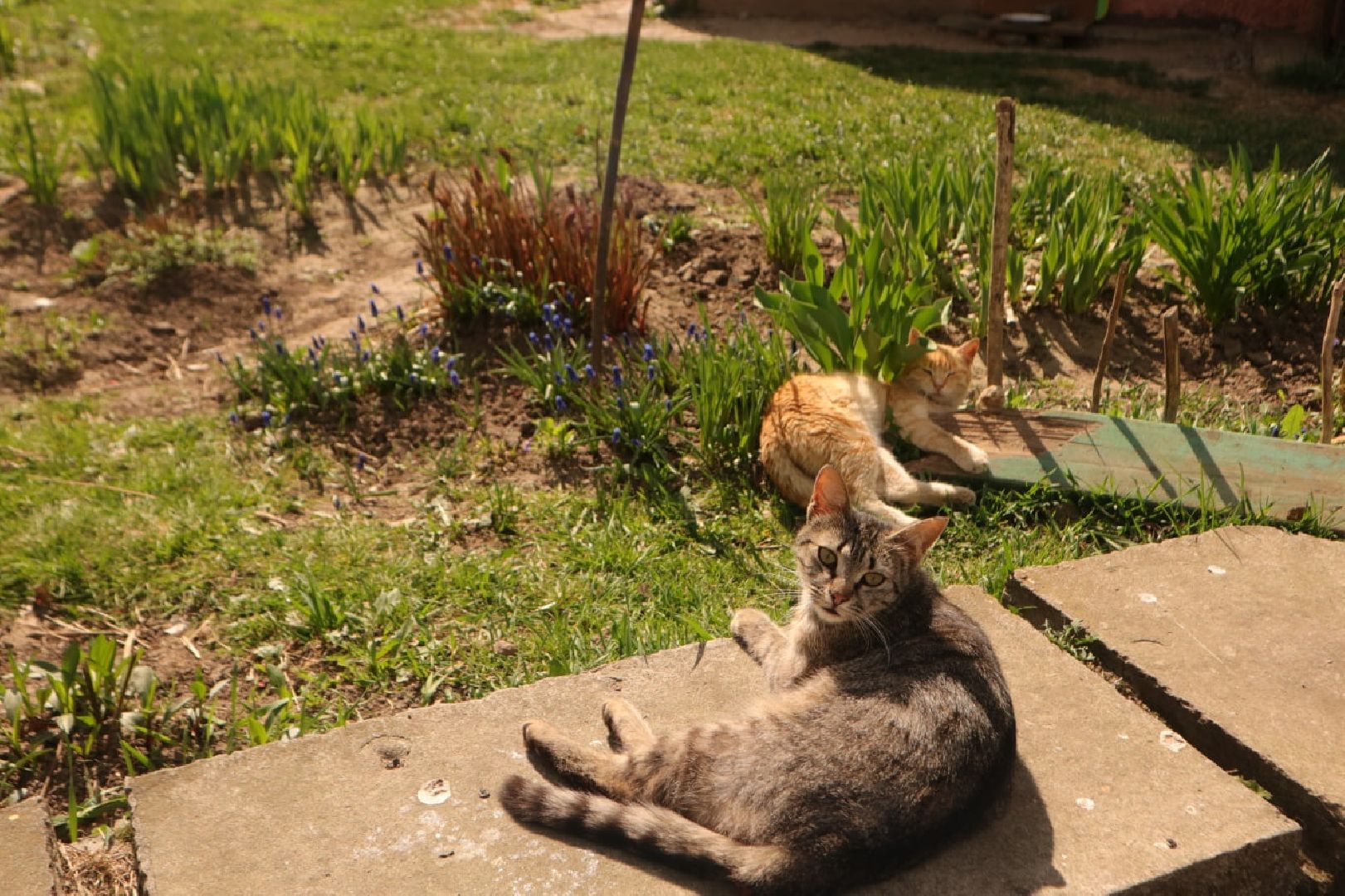 Пущино, кошки