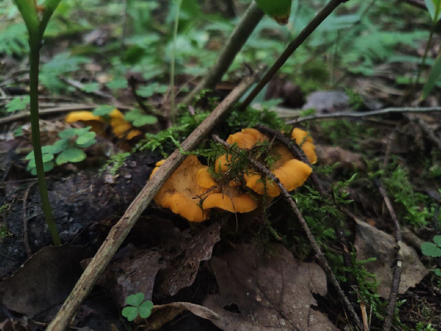 Дедовск, грибы, лес