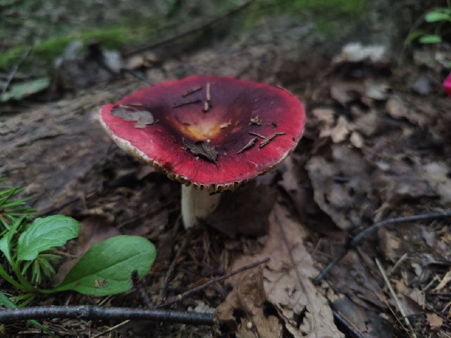 Дедовск, грибы, лес