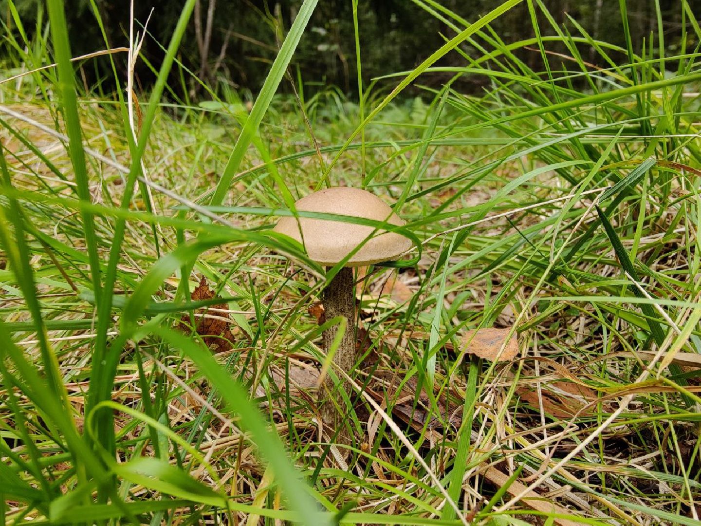 Дедовск, грибы, лес