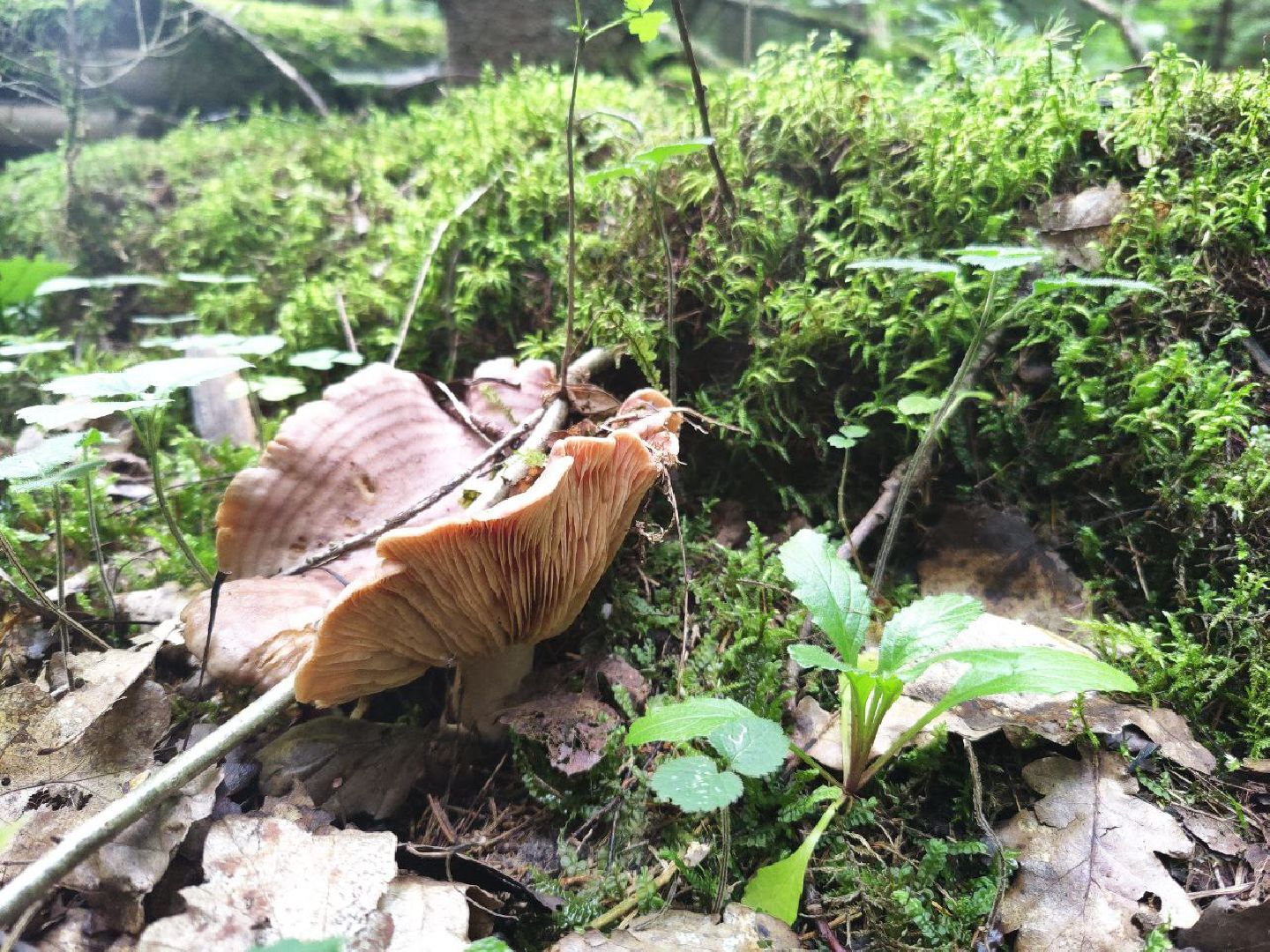 Дедовск, грибы, лес