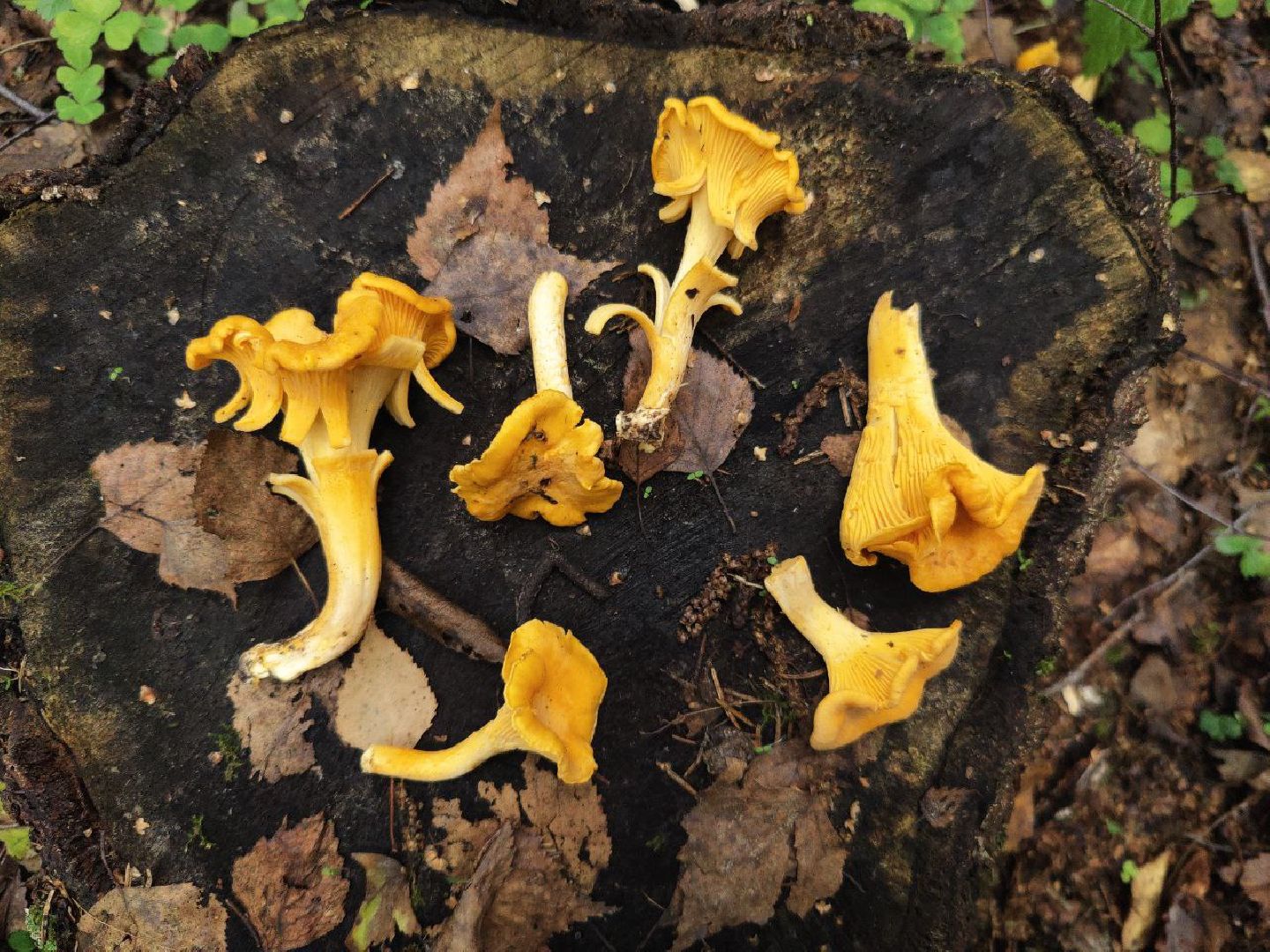 Дедовск, грибы, лес