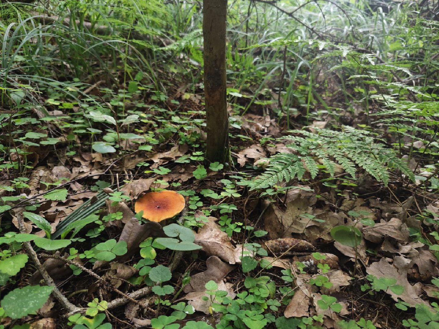 Дедовск, грибы, лес