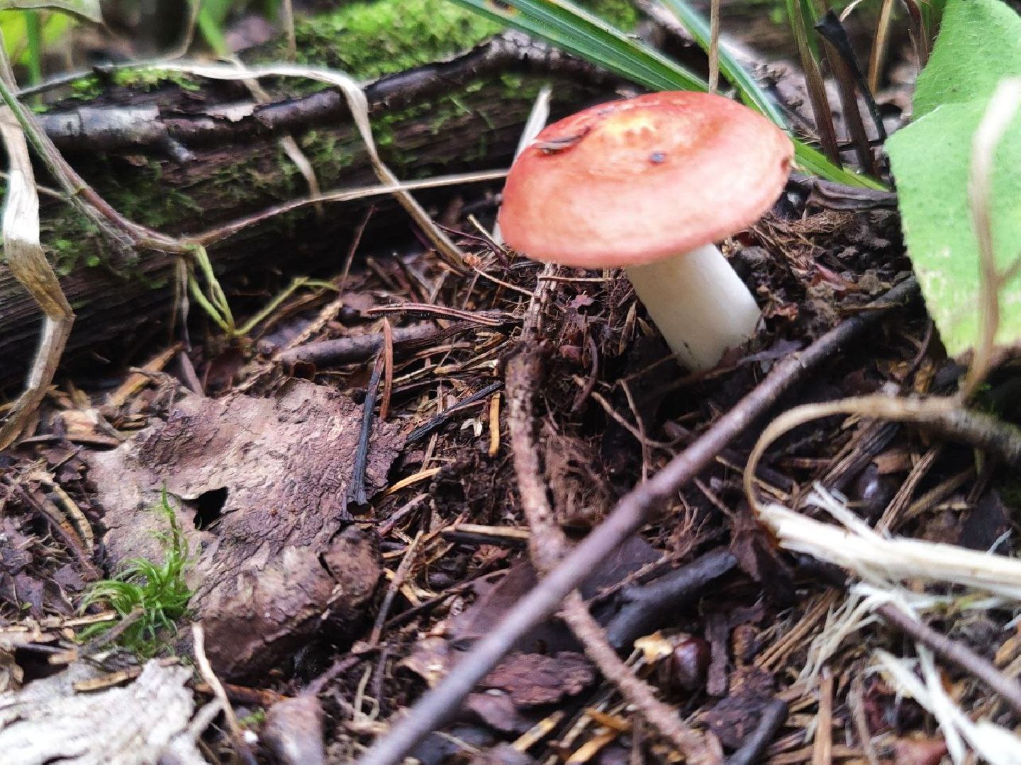 Дедовск, грибы, лес