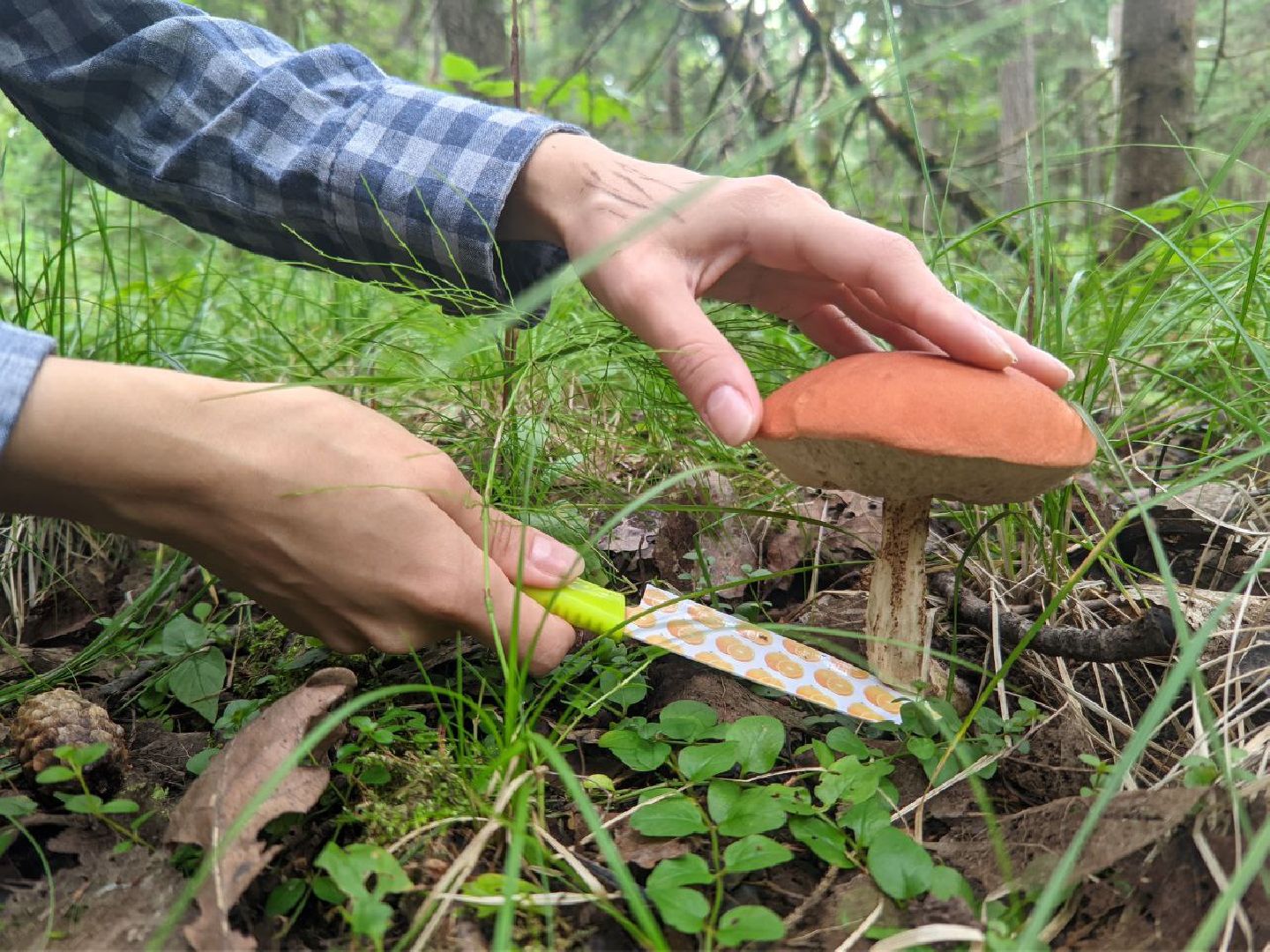Дедовск, грибы, лес