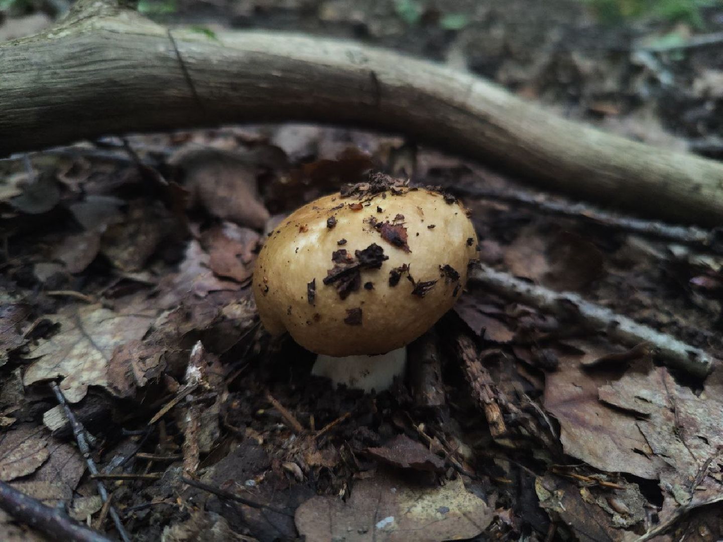 Дедовск, грибы, лес
