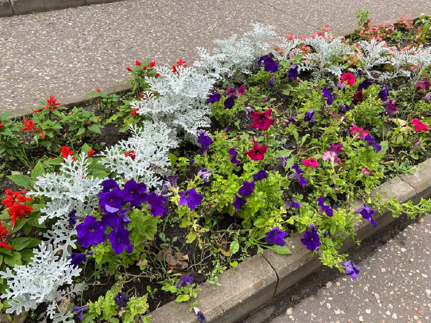 Чехов, благоустройство, клумбы, цветники, уход