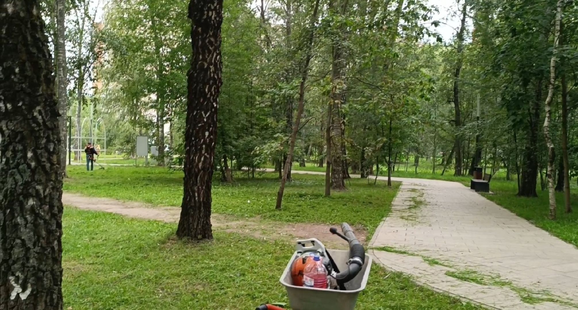 Лобня, благоустройство, трава