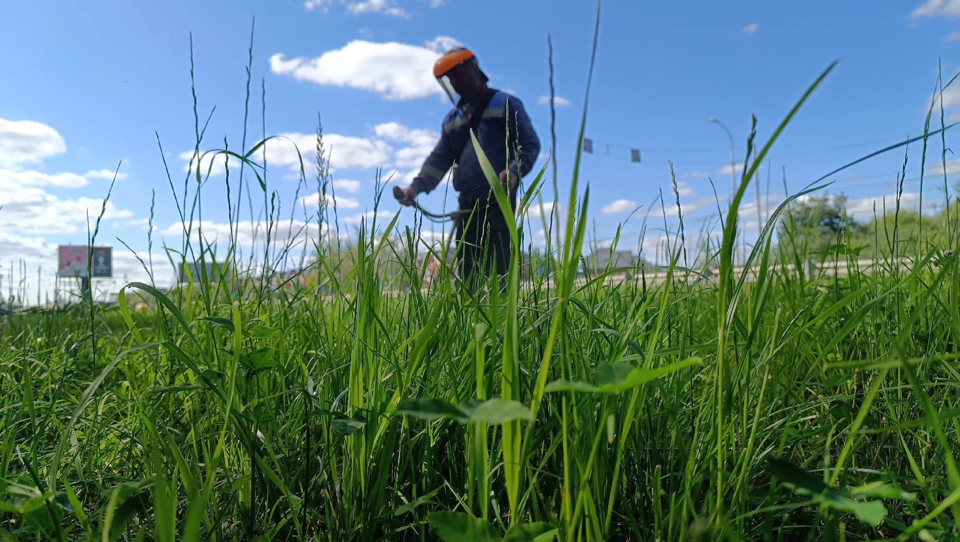 Лобня, благоустройство, трава