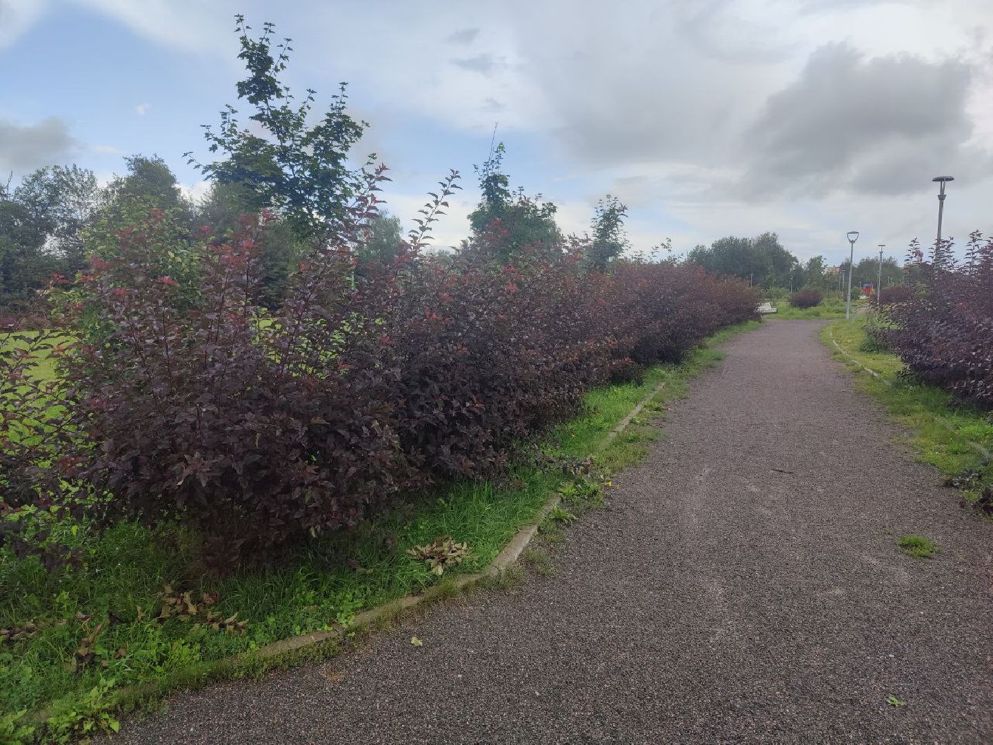 Нахабино, Красногорск, нападение, пробежка, женщина, удар, ЧП