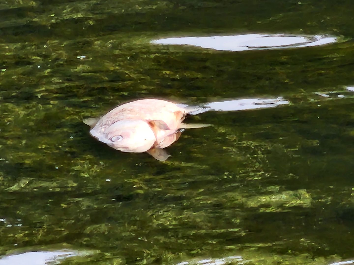 чп, пруд, оболенск, серпухов, гибель рыбы, рыба, водоем, экология, депутат,